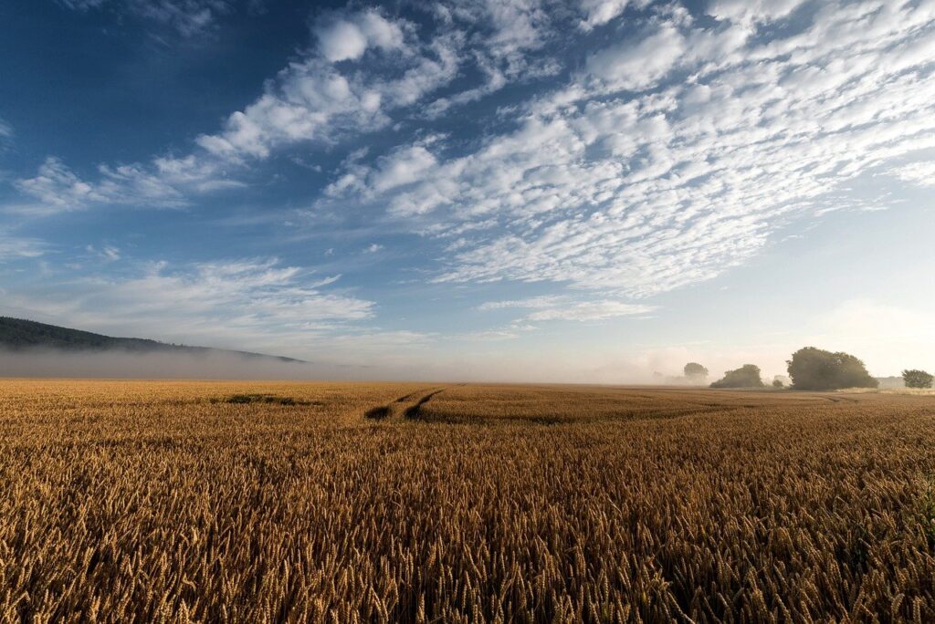 wheat, fields, harvest-8372847.jpg